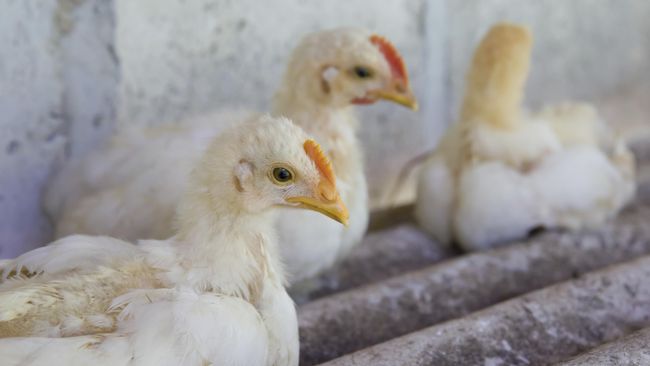 Minnesota Menyatakan Gawat Darurat Flu BUrung