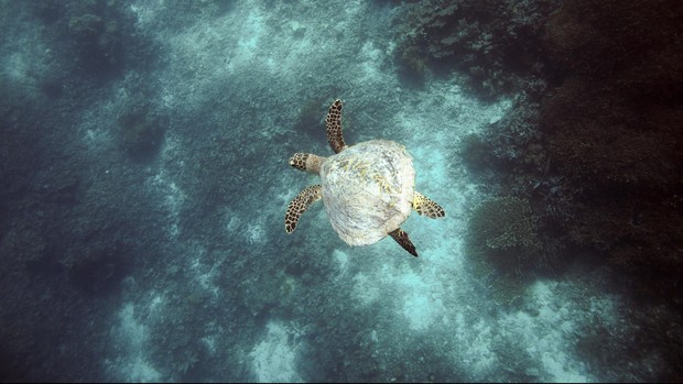 5. Pulau Banda
