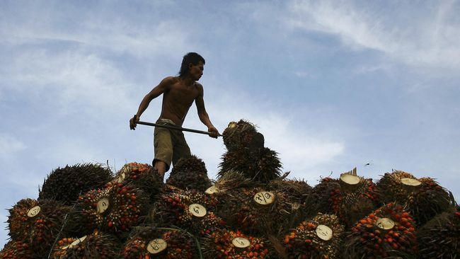 Gapki Nilai Kebijakan Divestasi Ancaman Bagi Investor Sawit