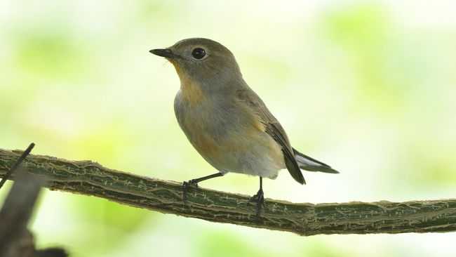 Spesies Baru Burung Flycatcher Ditemukan di Sulawesi