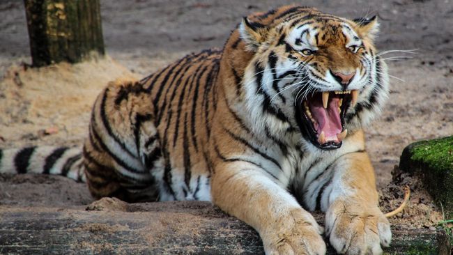 Harimau, Si Raja Hutan yang di Ambang Punah