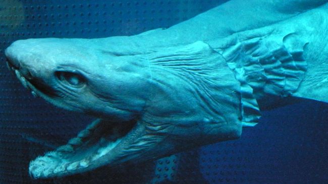 Selain Ikan Iblis, 'Monster' Laut Pernah Terlihat di Rusia