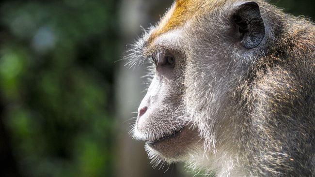 Monyet dan Burung Elang Bantu Amankan Parade Perang Dunia II