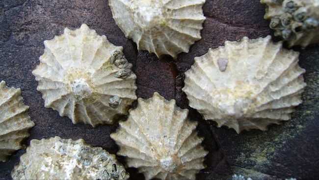 Material Terkuat di Bumi, Gigi Siput Laut