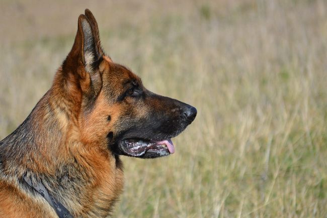 Anjing Herder di Arkansas Telan 23 Butir Peluru