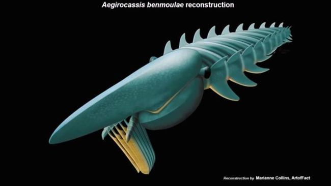Udang Aneh dari Maroko, 'Monster' Laut yang Doyan Plankton