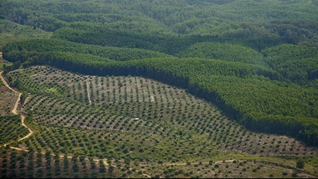 Greenomics: Kebun Sawit Dominasi Areal Moratorium Gambut
