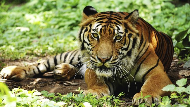 Taksonomi Berubah, Harimau Sumatera jadi Harimau Sunda 