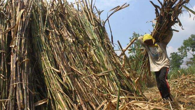 Kisah di Balik Segarnya Minuman Es Tebu