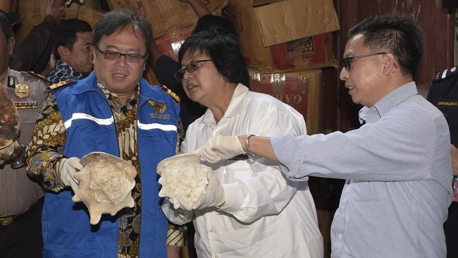 bea cukai jegal penyelundupan cangkang kerang kepala kambing bea cukai jegal penyelundupan cangkang kerang kepala kambing