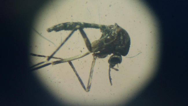 Kasus Pertama Virus Zika Tahun Ini Tercatat di Thailand