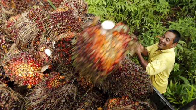 Perancis Tak Gentar Diseret ke WTO atas Pajak Impor CPO