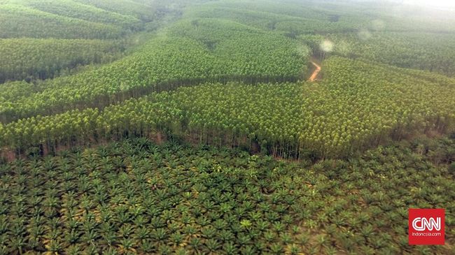 KLHK Pastikan Aturan Gambut Baru Tak Ganggu Industri Kertas