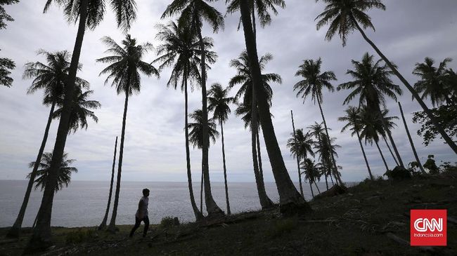 Mengapa Pohon Kelapa Tak Tumbang Diterjang Badai