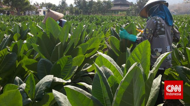 DPR dan Pengusaha Kompak Soal RUU Pertembakauan