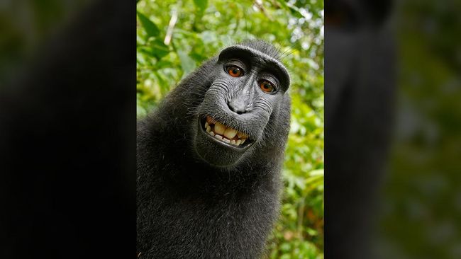 Di Balik Foto Selfie Monyet Sulawesi yang Gegerkan Dunia