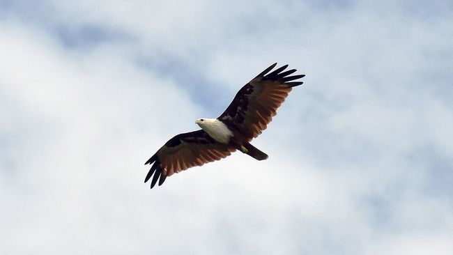 Terbang Bersama Burung Elang Berpaspor Di Timur Tengah