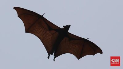 Mengapa Kelelawar Bisa Kembar Siam?