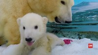  Anak Beruang Kutub Mulai 'Masuk Sekolah'